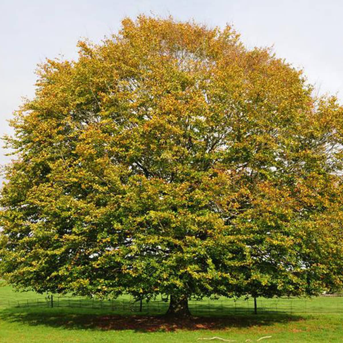 Local Tree Species Spotlight: The American Beech in Boyertown